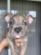 American Pit Bull Terrier Puppies for sale in Port St. Lucie, FL, USA. price: NA