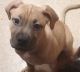 American Pit Bull Terrier Puppies for sale in Tacoma, WA, USA. price: $400