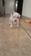 American Pit Bull Terrier Puppies for sale in Salinas, CA, USA. price: NA