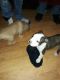 American Pit Bull Terrier Puppies for sale in Morganton, NC 28655, USA. price: $200