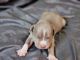 American Pit Bull Terrier Puppies for sale in Roanoke, VA, USA. price: $1,500