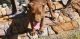 American Pit Bull Terrier Puppies for sale in Atlanta, GA, USA. price: $900