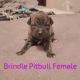 American Pit Bull Terrier Puppies for sale in Irving, TX 75060, USA. price: NA