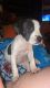 American Pit Bull Terrier Puppies for sale in Philadelphia, MS 39350, USA. price: NA