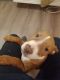 American Pit Bull Terrier Puppies for sale in 5740 Sander Dr, Minneapolis, MN 55417, USA. price: NA