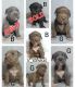 American Pit Bull Terrier Puppies for sale in Bakersfield, CA 93304, USA. price: $800