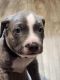 American Pit Bull Terrier Puppies for sale in Kennesaw, GA, USA. price: $500