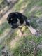 American Pit Bull Terrier Puppies for sale in Cordova, TN 38016, USA. price: $500