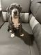 American Pit Bull Terrier Puppies for sale in Indian River County, FL, USA. price: NA