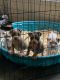 American Pit Bull Terrier Puppies for sale in Winter Park, FL 32789, USA. price: $1,500