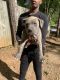 American Pit Bull Terrier Puppies for sale in Covington, GA, USA. price: $120