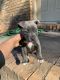 American Pit Bull Terrier Puppies for sale in Covington, GA, USA. price: $100