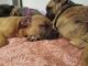 American Pit Bull Terrier Puppies for sale in Carson, WA 98610, USA. price: $800