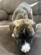 American Pit Bull Terrier Puppies for sale in Far Rockaway, Queens, NY, USA. price: $400