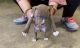 American Pit Bull Terrier Puppies for sale in Douglasville, GA, USA. price: $500