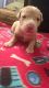 American Pit Bull Terrier Puppies for sale in Sunland Park, NM, USA. price: $150