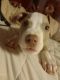 American Pit Bull Terrier Puppies for sale in 1010 N Garnett Rd, Tulsa, OK 74116, USA. price: NA
