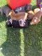 American Pit Bull Terrier Puppies for sale in Stonecrest, GA, USA. price: NA