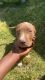 American Pit Bull Terrier Puppies for sale in North Charleston, SC, USA. price: $200