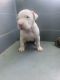 American Pit Bull Terrier Puppies for sale in Barnesville, GA 30204, USA. price: $500