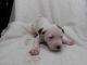 American Pit Bull Terrier Puppies for sale in Flint, MI, USA. price: $160