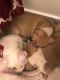 American Pit Bull Terrier Puppies for sale in Kansas City, MO, USA. price: $150