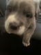American Pit Bull Terrier Puppies for sale in Tarboro, NC 27886, USA. price: $100