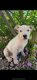 American Pit Bull Terrier Puppies for sale in Casa Grande, AZ, USA. price: $600