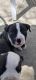 American Pit Bull Terrier Puppies for sale in Antioch, CA 94509, USA. price: $200