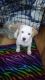 American Pit Bull Terrier Puppies for sale in 119 11th Ave NW, Ronan, MT 59864, USA. price: NA