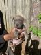 American Pit Bull Terrier Puppies for sale in Covington, GA, USA. price: $150