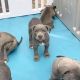 American Pit Bull Terrier Puppies for sale in California City, CA, USA. price: $1,200