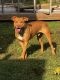 American Pit Bull Terrier Puppies for sale in Richlands, NC 28574, USA. price: NA