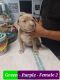 American Pit Bull Terrier Puppies for sale in Madera, CA 93638, USA. price: $400