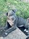 American Pit Bull Terrier Puppies for sale in Fort Worth, TX, USA. price: $750