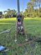 American Pit Bull Terrier Puppies for sale in Daytona Beach, FL, USA. price: $500