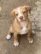 American Pit Bull Terrier Puppies for sale in Perris, CA, USA. price: $450