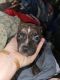 American Pit Bull Terrier Puppies for sale in Maple Valley, WA 98038, USA. price: $400