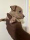 American Pit Bull Terrier Puppies for sale in Ellenwood, GA 30294, USA. price: $250