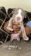 American Pit Bull Terrier Puppies for sale in Ellenwood, GA 30294, USA. price: $500