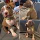 American Pit Bull Terrier Puppies for sale in Kitsap County, WA, USA. price: $600