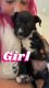 American Pit Bull Terrier Puppies for sale in Butte, MT 59701, USA. price: NA