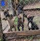 American Pit Bull Terrier Puppies for sale in Conroe, TX, USA. price: $100