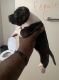 American Pit Bull Terrier Puppies for sale in Birmingham, AL, USA. price: NA