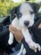 American Pit Bull Terrier Puppies for sale in Fresno, CA, USA. price: $145