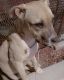 American Pit Bull Terrier Puppies for sale in Pico Rivera, CA 90660, USA. price: $200