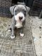 American Pit Bull Terrier Puppies for sale in Windsor, ON, Canada. price: NA