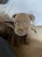 American Pit Bull Terrier Puppies for sale in Los Angeles, CA, USA. price: $600