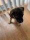 American Pit Bull Terrier Puppies for sale in Woodbridge, VA 22191, USA. price: $400