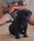 American Pit Bull Terrier Puppies for sale in Avondale, AZ, USA. price: NA